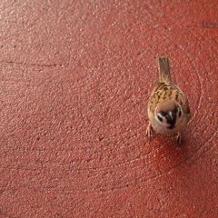 まんまるスズメ