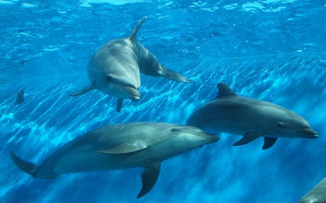 イルカはかわいい