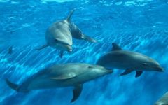 イルカはかわいい