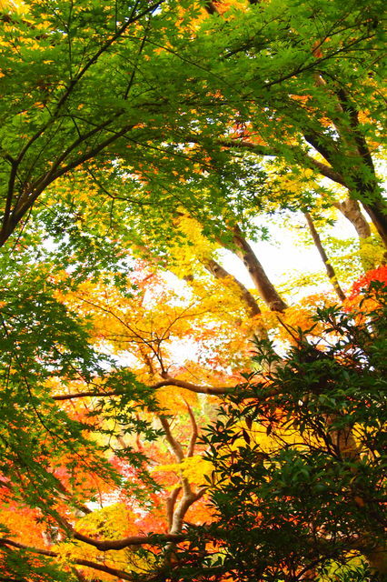 みどりからあか、きいろへ