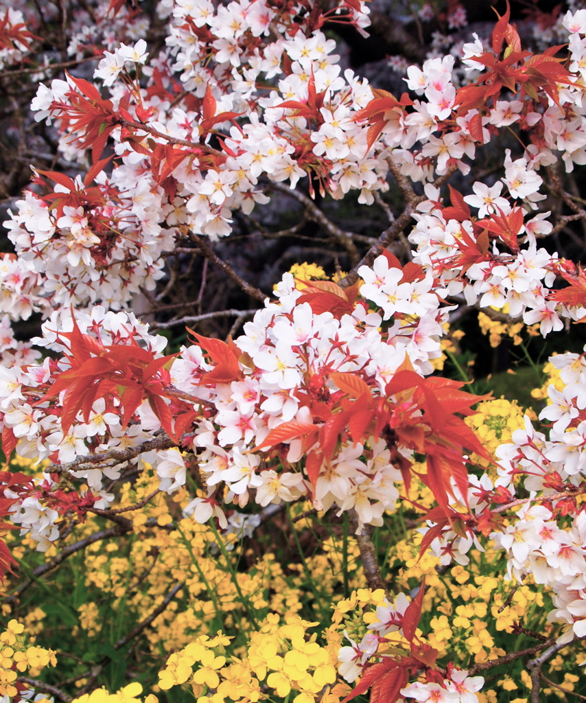 桜/菜の花　
