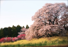 山桜