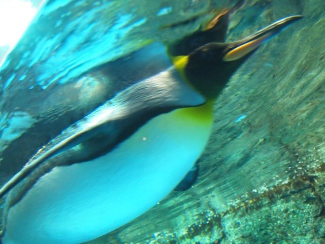 水中ははやいのよ