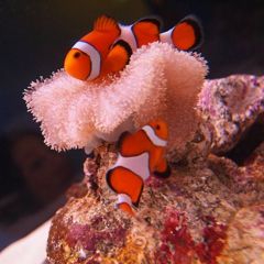 カクレクマノミ！