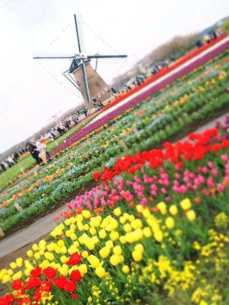 チューリップ畑！