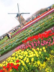 チューリップ畑！