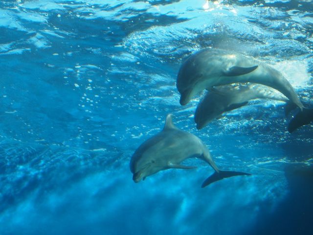 水族館のアイドル