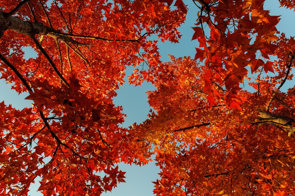they turned to red