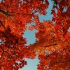 they turned to red