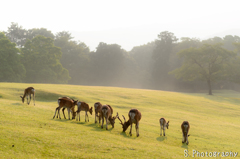 morning deer