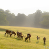 morning deer