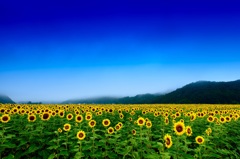 Blooming Sunflowers