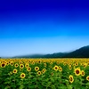 Blooming Sunflowers