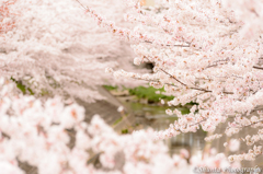 近所の川沿いの桜