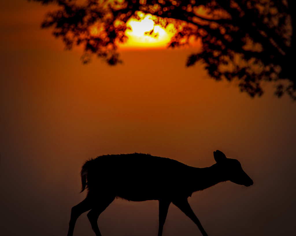 sunsetdeer