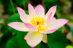 蓮の花