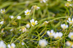 water crowfoot