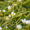 water crowfoot