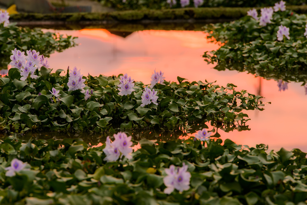Eichhornia Crassipes with Sunset