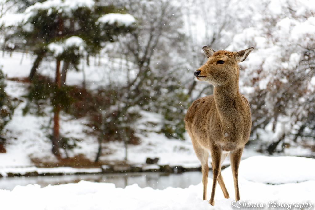 DEER SNOW SCAPE