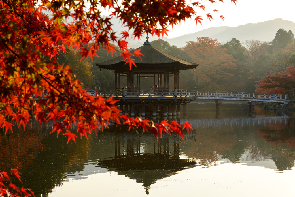 Japanese Maple with the Historic