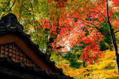 Japanese Autumn Foliage
