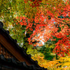 Japanese Autumn Foliage