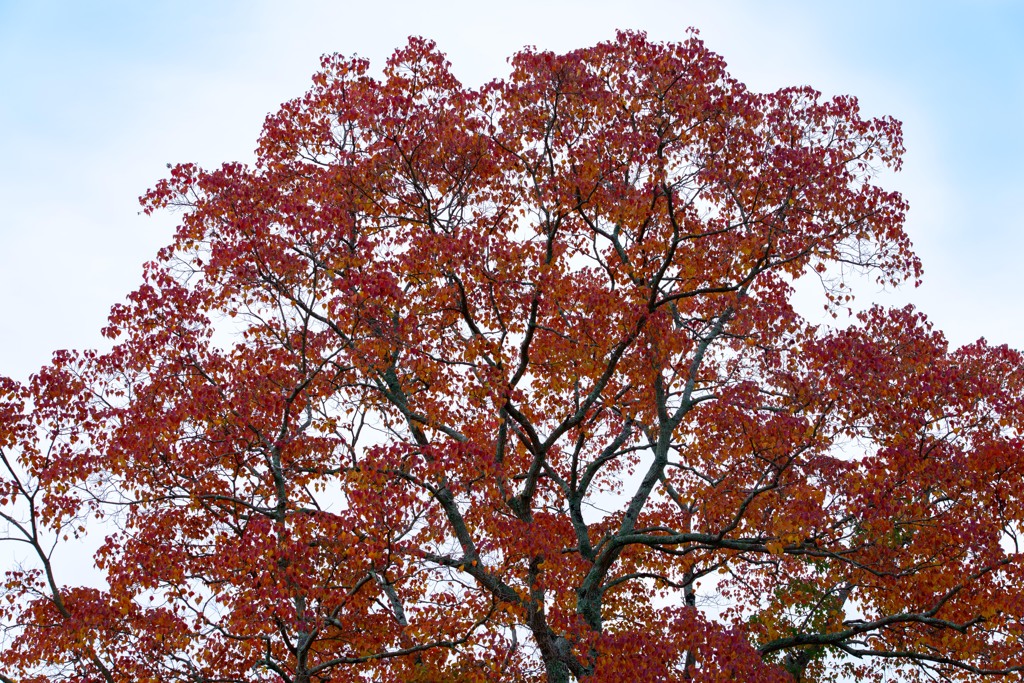 Autumn Foliage