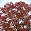 Autumn Foliage