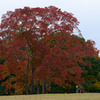 紅葉と鹿