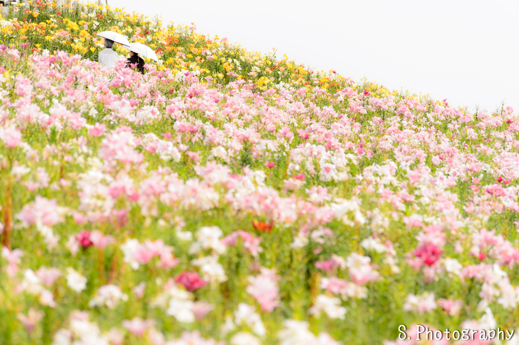 初夏の思い出