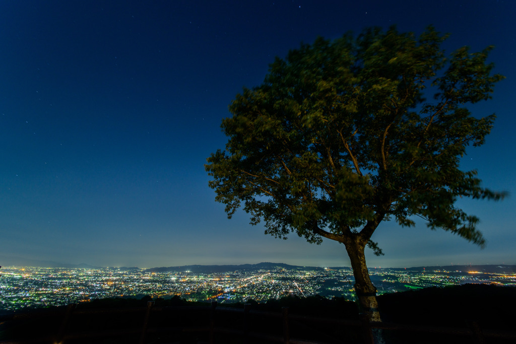 THE TREE HAS BEEN GAZING