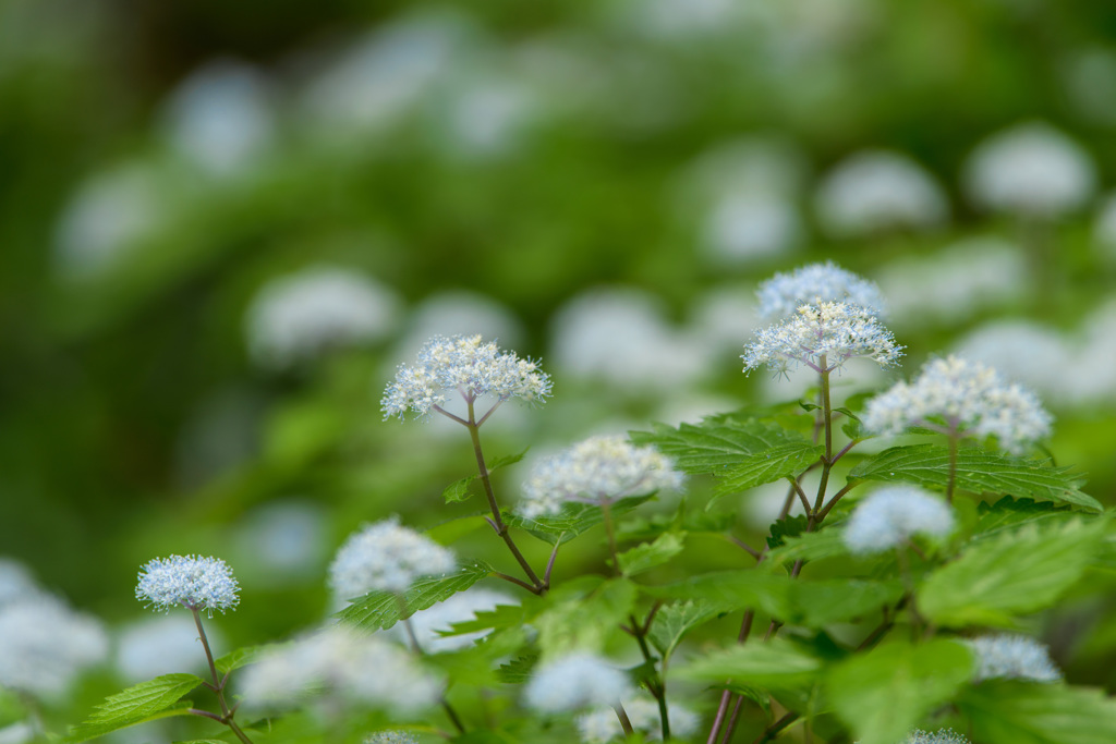 Hydrangea hirta