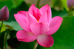 red lotus bloom