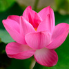 red lotus bloom