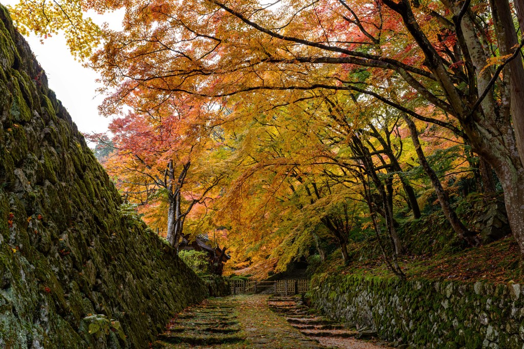 Japanese Elegant Path