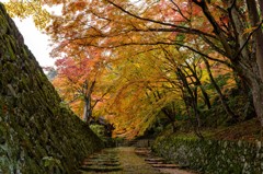 Japanese Elegant Path