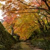Japanese Elegant Path