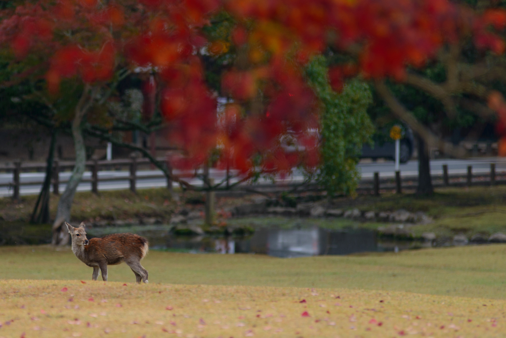 DEER PEEPER