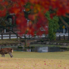 DEER PEEPER