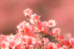 azalea