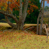 鹿も紅葉狩り♪