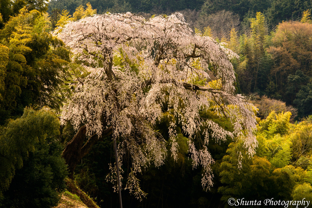 SaKuRa in Bamboo 