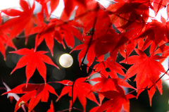 Flaming Red