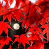 Flaming Red