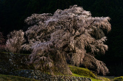 又兵衛桜