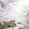 桜坂