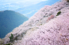 桜景色