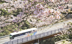 花見観光