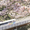 花見観光